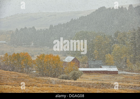 Un saupoudrage de neige précoce sur le support d'élevage le long de la Creek Road Bozeman Montana USA Banque D'Images