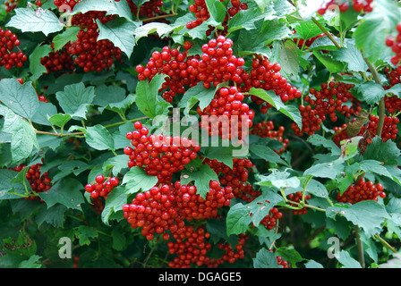 Guelder rose baies, England, UK Banque D'Images