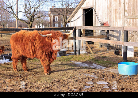 Scottish Highland cattle Long Island New York Banque D'Images