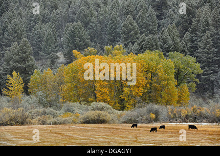 Un saupoudrage de neige précoce sur le support d'élevage le long de la Creek Road Bozeman Montana USA Banque D'Images