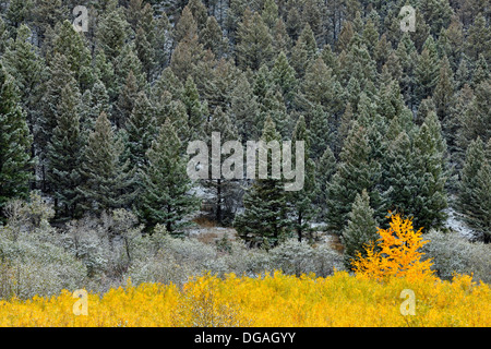 Un saupoudrage de neige précoce sur le support d'élevage le long de la Creek Road Bozeman Montana USA Banque D'Images
