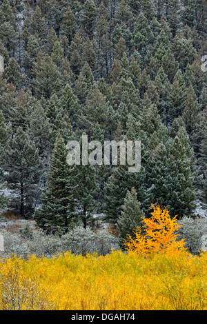 Un saupoudrage de neige précoce sur le support d'élevage le long de la Creek Road Bozeman Montana USA Banque D'Images