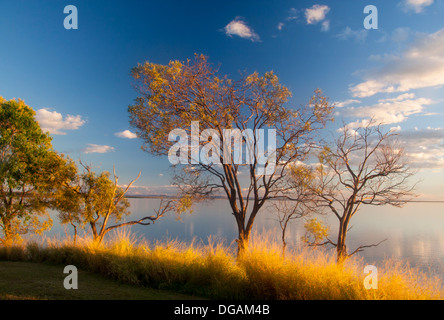 Lake Maraboon à l'eucalyptus / gommiers à terre au coucher du soleil près de Emerald Queensland Australie Banque D'Images