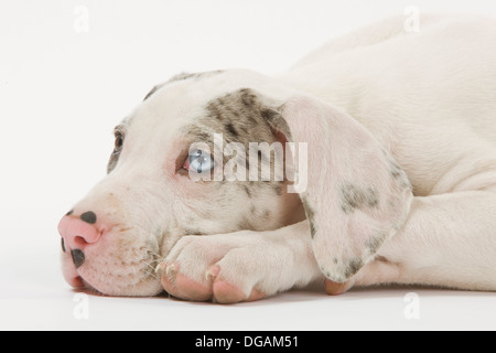 Dix semaines old German Dogo Banque D'Images