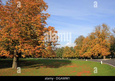 Bushy Park, Londres, UK. 17 octobre 2013. Les feuilles des marronniers d'sur Chestnut Avenue à Bushy Park ont fait de l'or, le rouge et jaune et regarder dans le magnifique soleil d'automne. Credit : Jubilé Images/Alamy Live News Banque D'Images