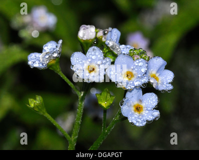 Forget-me-not Myosotis laxa avec gouttes de fleurs Banque D'Images