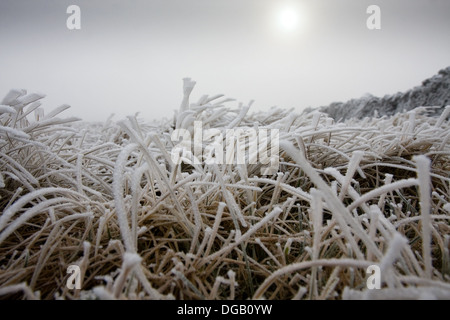 Givre sur l'herbe près du sommet de Pen-y-ghent dans le Yorkshire Dales Banque D'Images