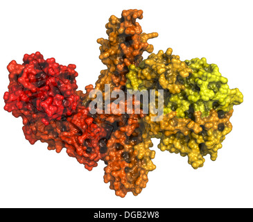 La toxine botulique protéine neurotoxique. Produite par Clostridium botulinum. Esthétiquement utilisé pour traiter les rides. Banque D'Images