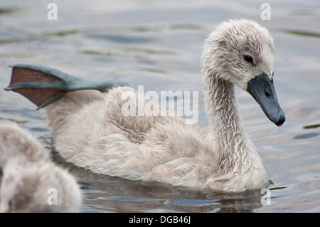 Swan poussins dans l'eau. Banque D'Images