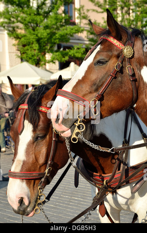 Deux chevaux en transport Banque D'Images