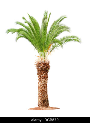 Beau vert palmier isolé sur fond blanc Banque D'Images