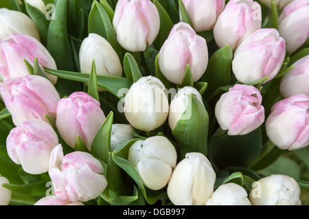 Les tulipes blanches et roses Banque D'Images