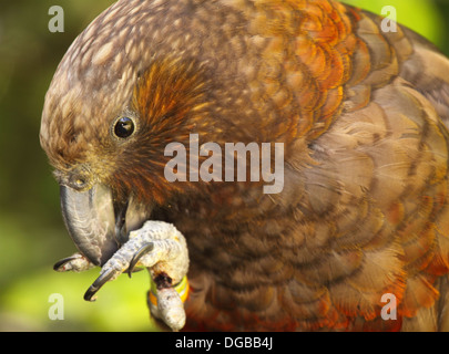 Un portrait en gros plan d'un Kaka l'alimentation. Banque D'Images