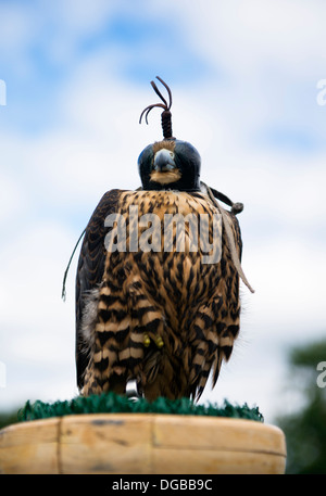 Faucon pèlerin avec cap / blinder la fauconnerie (Falco peregrinus) Banque D'Images