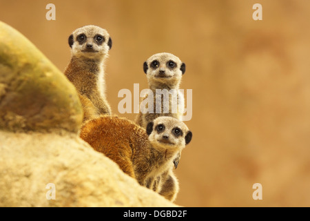 Un groupe de suricates donnant un regard curieux. Banque D'Images