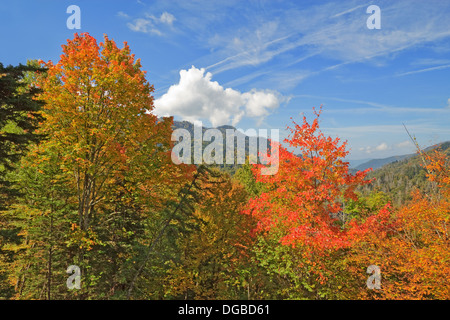 Les feuilles d'automne commence à tourner dans le Great Smoky Mountains National Park contre un ciel bleu et nuages blancs Banque D'Images