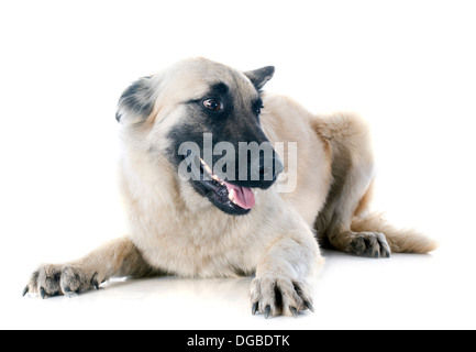 Portrait d'un berger belge tervueren race in front of white background Banque D'Images