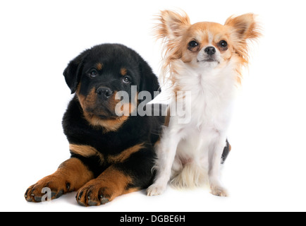 Portrait d'un chiot rottweiler et chihuahua in front of white background Banque D'Images