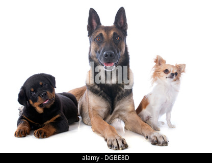 Malinois, rottweiler et chihuahua sur fond blanc Banque D'Images