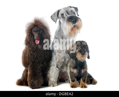 Trois chiens in front of white background Banque D'Images