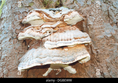 Champignon d'arbre trouvé dans Gower, UK Banque D'Images