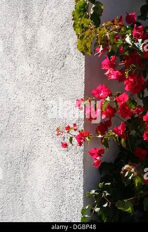 Ombre & Lumière Bougainvillea Banque D'Images