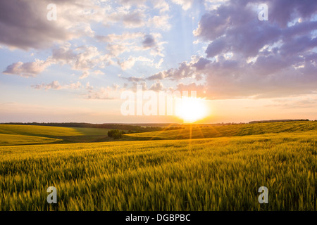 Coucher de soleil paysage campagnard - champ de blé, jaune soleil, nuages bleus Banque D'Images