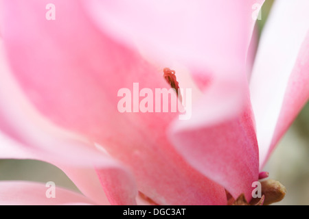 Magnolia sprengeri exquise fleur rose, doux et éthéré Jane Ann Butler Photography JABP1080 Banque D'Images