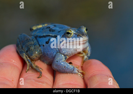 Moor Frog (Rana arvalis) mâle de couleur bleu assis sur la main pendant la saison de reproduction au printemps Banque D'Images