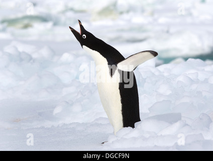 Adelie penguin sur la banquise dans l'océan du sud, 180 miles au nord de l'Antarctique, l'Antarctique Banque D'Images