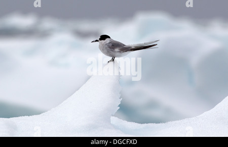 Sterne arctique sur l'iceberg, banquise dans l'océan du sud, 180 miles au nord de l'Antarctique, l'Antarctique Banque D'Images