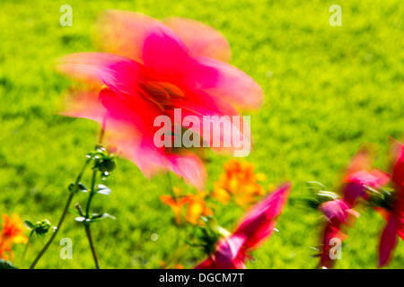 Holehird Gardens, district des lacs Windermere, Cumbria, Royaume-Uni, . 17 Oct, 2013. Dahlias dans le vent en automne dans Holehird Gardens, Windermere, Lake District, UK. Jeudi 17 octobre 2013. Credit : Ashley Cooper pics/Alamy Live News Banque D'Images