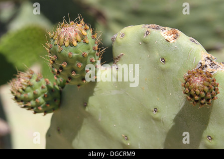 Figuiers de Barbarie Cactus trouvés sur l'île de la Sicile. Cactus (Opuntia) Banque D'Images