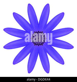 Kaléidoscope de fleurs Daisy Osteospermum bleu isolé sur fond blanc Banque D'Images