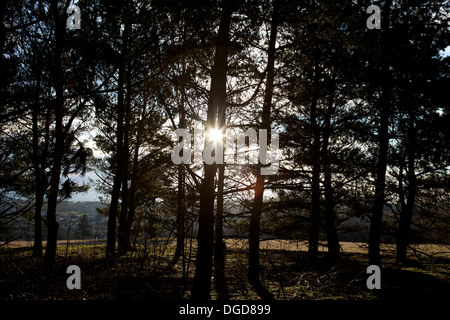 Lumière du soleil à travers les arbres sur la colline de la folie, sur l'hiver de Faringdon un matin Banque D'Images