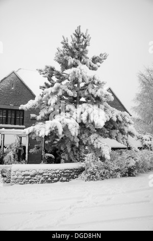 Arbre couvert de neige en janvier Banque D'Images