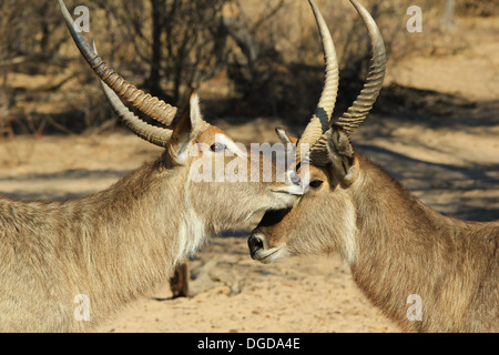 Waterbuck - Faune de l'arrière-plan Afrique - Animal Kingdom la beauté de la nature sauvage de désert Banque D'Images