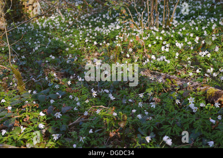 Anemone nemorosa, anémones bois couvrir le sol de forêts anciennes avec la lumière à l'ombre d'arbres à feuilles caduques, Pays de Galles, Royaume-Uni Banque D'Images