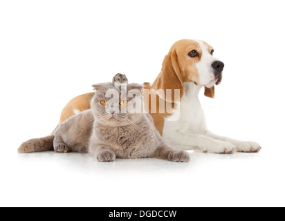 Chien, chat et souris isolé sur fond blanc Banque D'Images