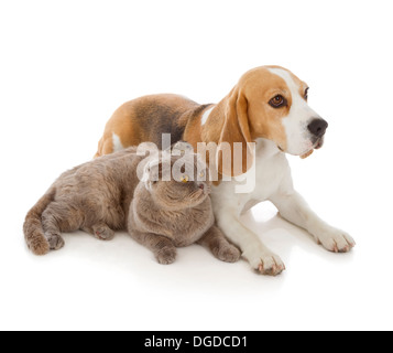 Chien, chat et souris isolé sur fond blanc Banque D'Images