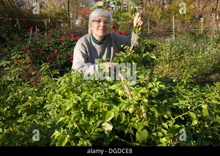 Un jardinier senior tient fièrement une tige de ses plantes tomatillo dans son jardin communautaire. Clôture électrique peut être vu à l'arrière. Banque D'Images