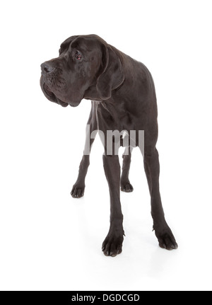 Chien dogue allemand noir isolé sur fond blanc Banque D'Images