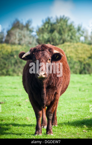 Red Ruby Devon du bétail dans un champ. Banque D'Images