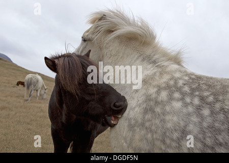 Le toilettage des Chevaux Islandais, Islande Banque D'Images