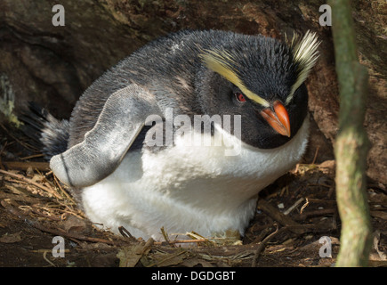 Le Fiordland de nidification des pingouins Eudyptes pachyrhynchus G.R. Gray, 1845 Banque D'Images