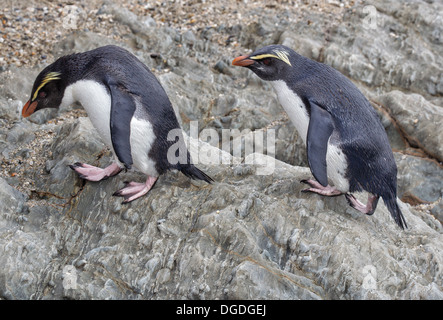 Le Fiordland de nidification des pingouins Eudyptes pachyrhynchus G.R. Gray, 1845 Banque D'Images