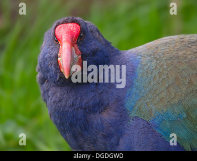 L'Takahē, Notornis, ou l'île du Sud (Takahē Porphyrio hochstetteri) Banque D'Images