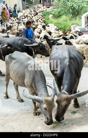 Buffles d'eau et les chèvres domestiquées étant entassés dans un village de l'Inde rurale. L'Andhra Pradesh, Inde Banque D'Images