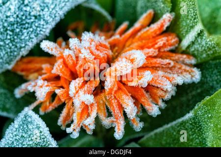 Close-up d'une fleur de calendula orange vibrante recouverte de givre blanc et de cristaux de glace sur ses pétales et ses feuilles vertes. Banque D'Images