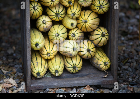 Garde d'automne dans la caisse de citrouilles de jardin potager, squash Cucurbita pepo, caisse en bois exposition Banque D'Images